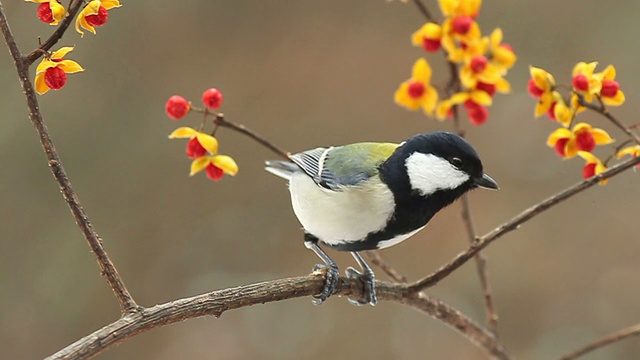 詳情圖-野生鳥類