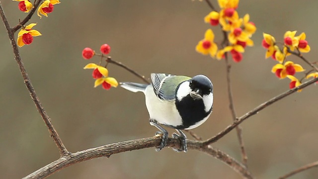詳情圖-野生鳥類