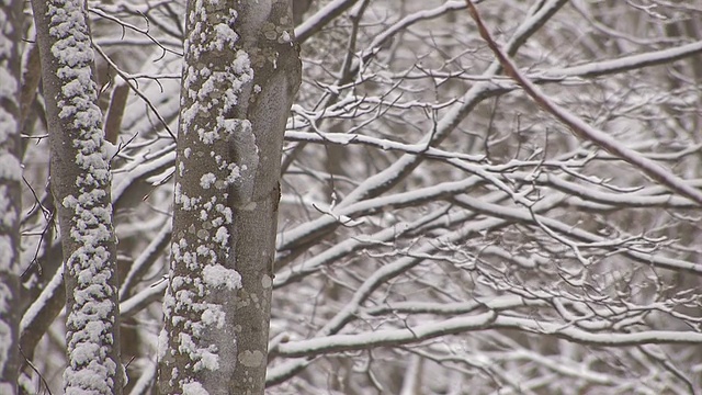 日本青森市hakkoda山的树上飘落着雪花