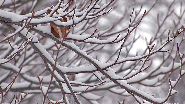 日本青森市hakkoda山的树上飘落着雪花