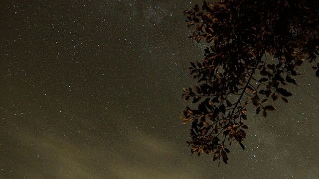 夜空中树木的低角度视图