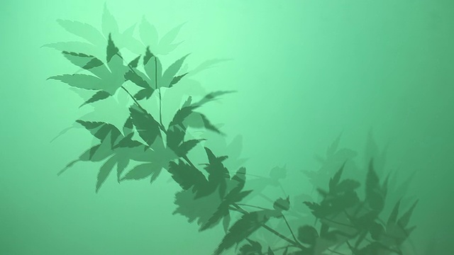 枫silhouette-Green