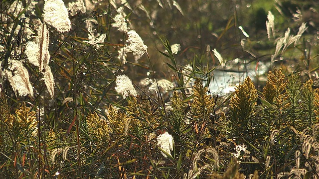 日本山梨县川口湖湖滨草地