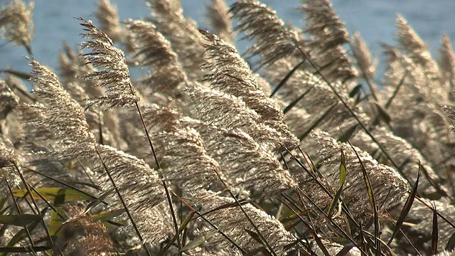 日本银草，在川口湖，山梨县，日本