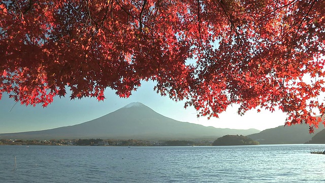 日本山梨县川口湖的富士山和秋叶