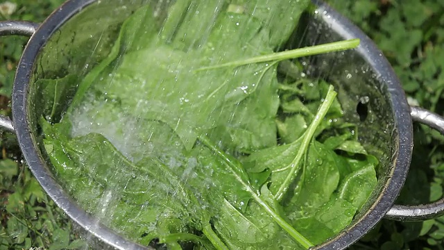 清洁菠菜叶子
