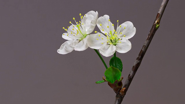 两朵樱花的花蕾成长的时间推移特写微距