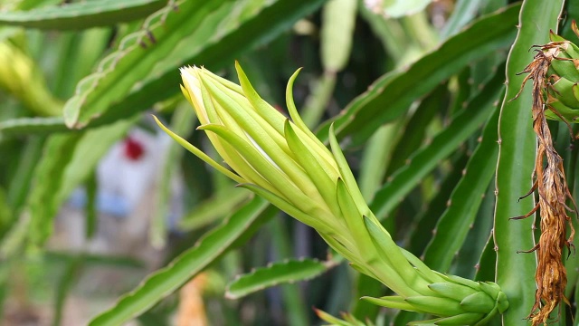 詳情圖-火龍果花特寫