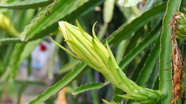 詳情圖-火龍果花特寫