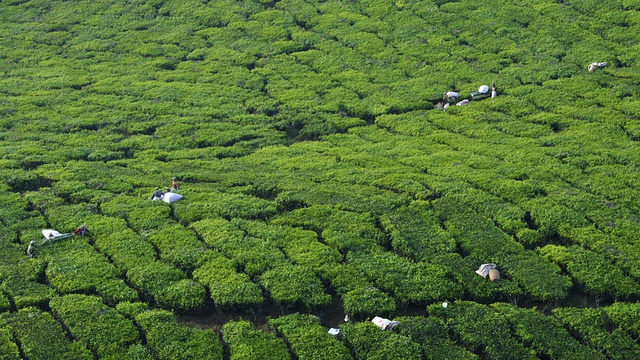 采摘茶叶