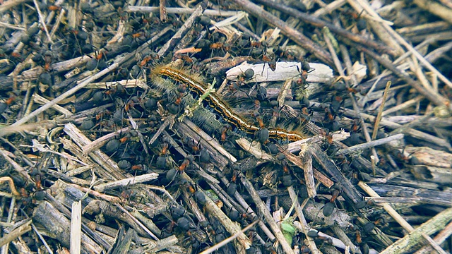 狩猎动物:蚂蚁
