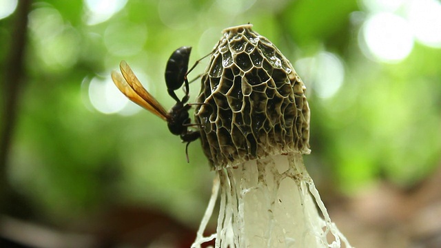 少女的面纱真菌(Dictyophora indusiata)