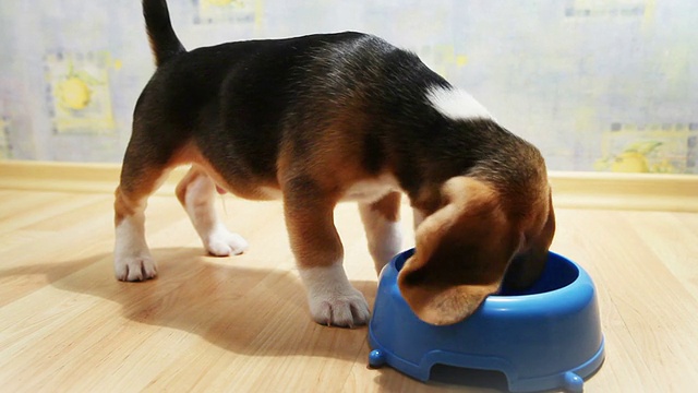 极度饥饿的小猎犬狗贪婪地吃干粮