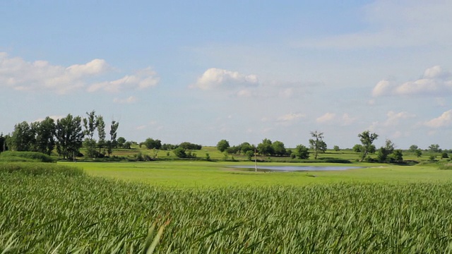 绿草夏野自然生态旅游春鹤背景