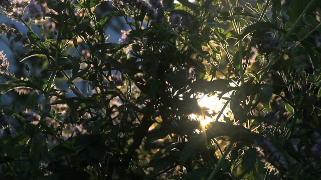 草药