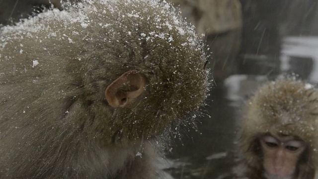 两只小雪猴坐在寒冷的特写镜头里