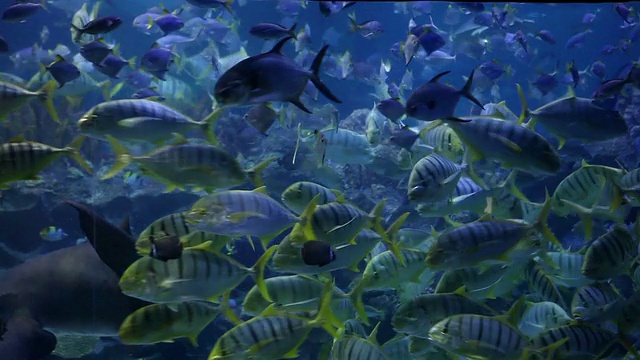 海洋生物