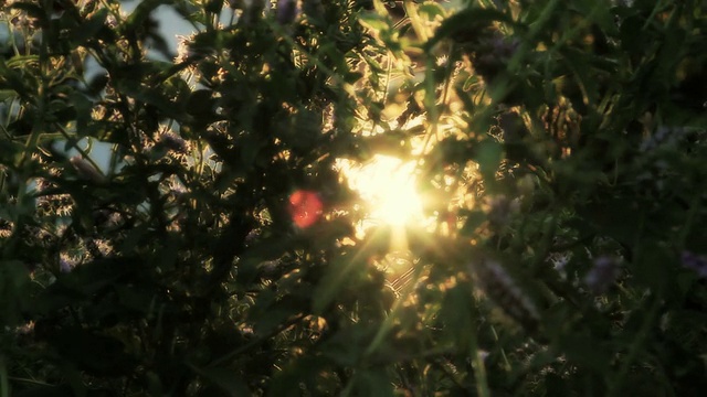 草药