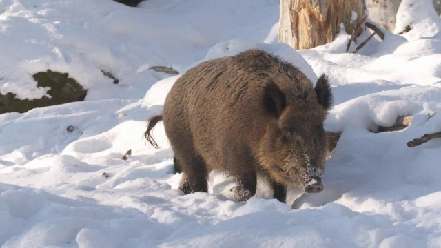 野猪