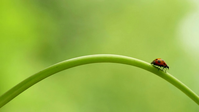 瓢虫