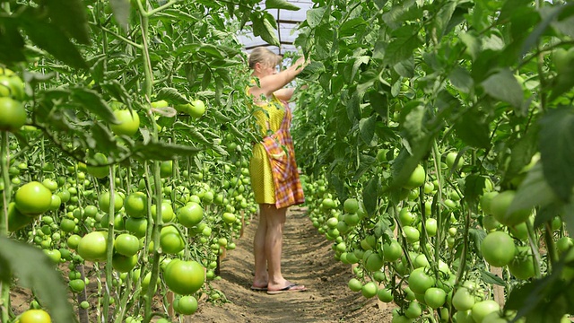 温室番茄种植者