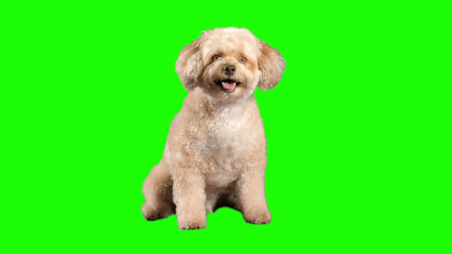 狗