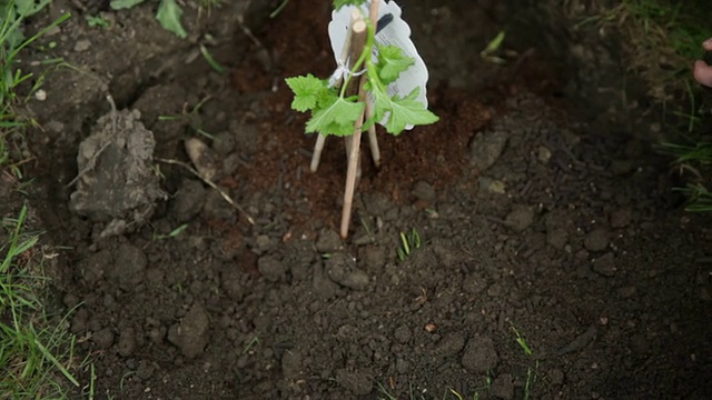 在新鲜土壤中种植蓝莓