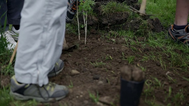 孩子们在收集新鲜种植的蓝莓植株周围的土壤