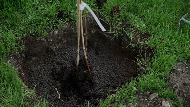 在花园里种植蓝莓的特殊土壤混合物