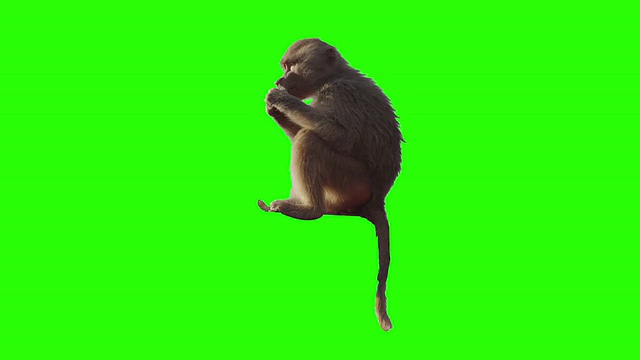 猴子在绿色的屏幕前吃水果。