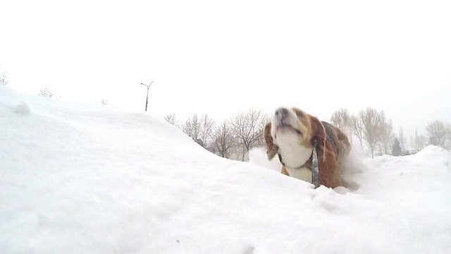 主动把自己埋进雪堆的慢动作视频