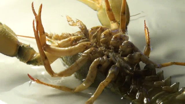 活的癌症在盘子里