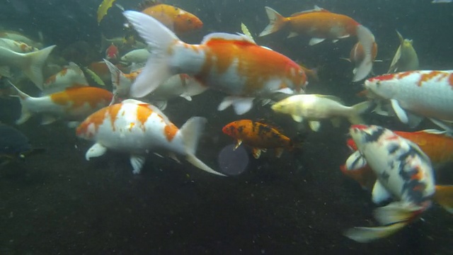 锦鲤在水下