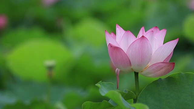 池塘里盛开着美丽的荷花