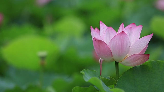 詳情圖-池塘里盛開著美麗的荷花