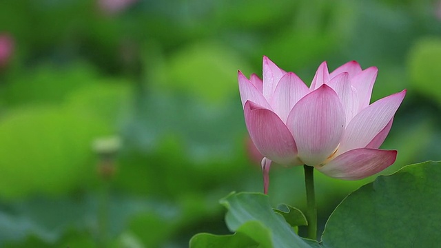詳情圖-池塘里盛開著美麗的荷花