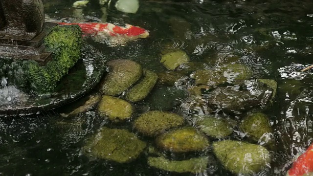 鱼百合池花园锅拍