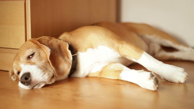 懒懒的小猎犬在美味的晚餐后睡着了