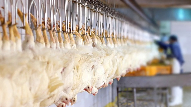 食品加工厂，鸡肉加工厂
