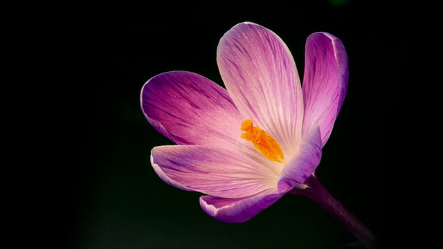 花，紫番红花盛开