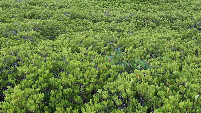 红树林与木路