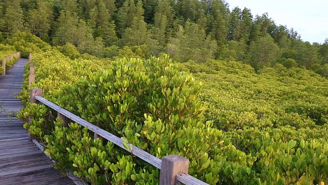 红树林与木路