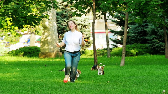夏日里，比格犬在草地上奔跑。慢动作