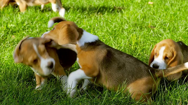 可爱的比格犬在夏日的草地上奔跑。慢动作