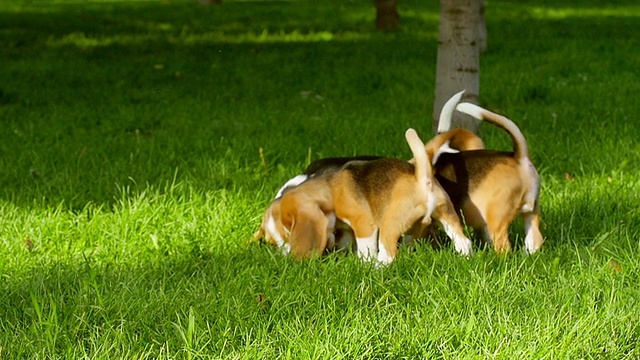 夏天公园里快乐的小猎犬。慢动作