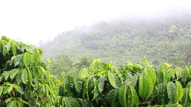 泰国的咖啡树，自然背景