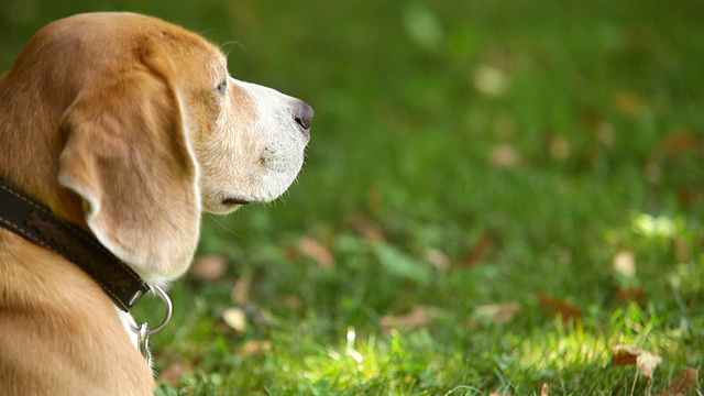 小猎犬的鼻子旋转着吸气