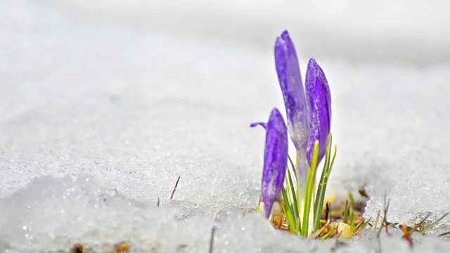 美丽的春天flowers-crocus