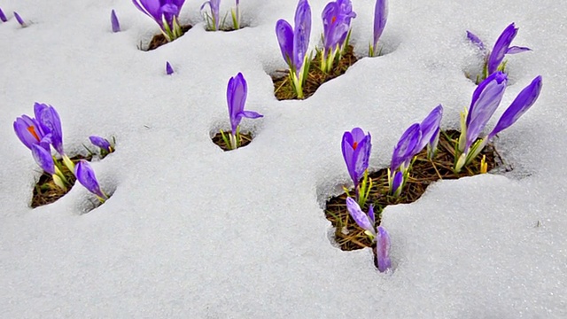 稳凸轮春梢，番红花在雪中绽放