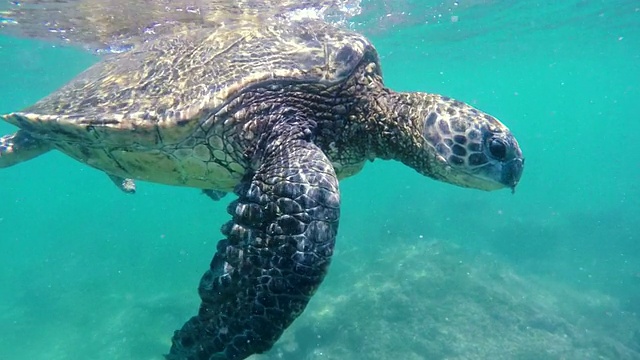 在夏威夷群岛，绿海龟浮出水面呼吸空气。